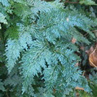 Selaginella willdenowii (Desv.) Baker